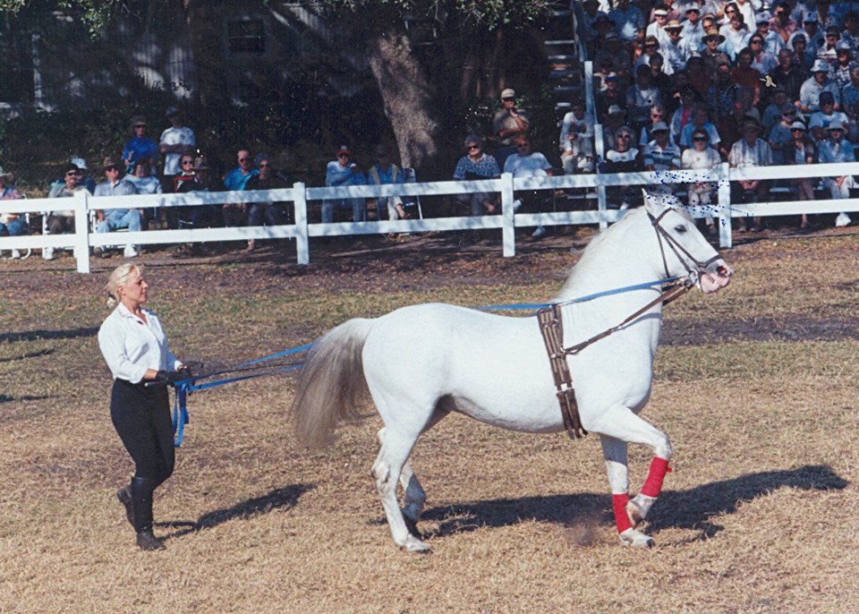 A Royal Lipizzan stallion performing in Myakka City, Florida