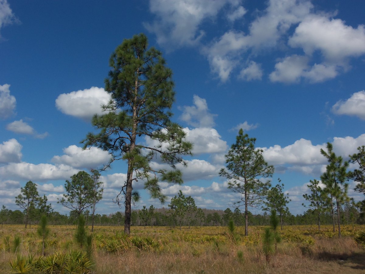 Pine flatwoods at Jay B. Starkey Wilderness Park near Trinity, Florida