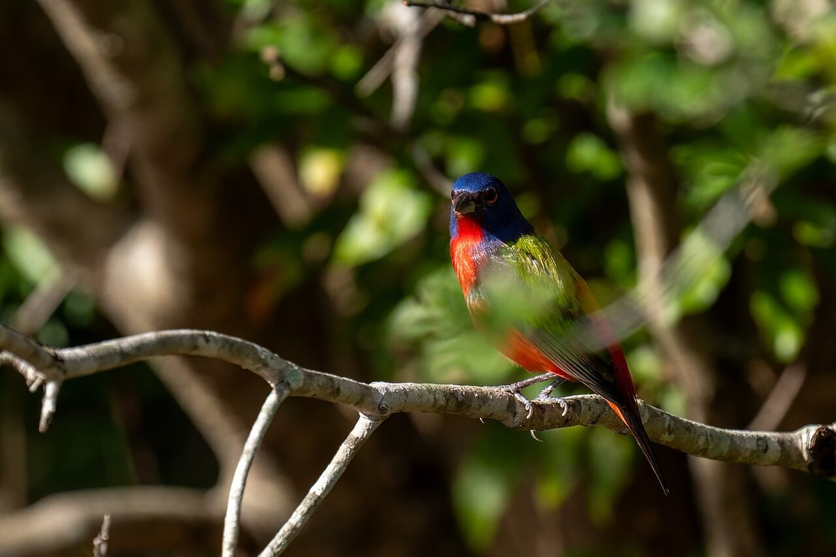 A painted bunting at the Celery Fields near Fruitville, Florida